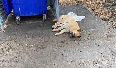 В Тюмени неизвестные застрелили бездомную собаку и выкинули на помойку - mur.tv - Тюмень