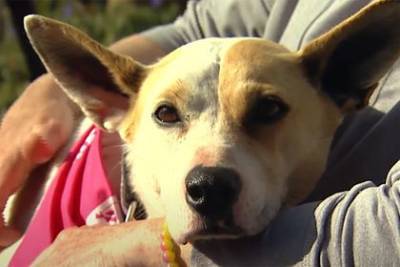 Хозяйка воссоединилась с пропавшей пять лет назад собакой - mur.tv - Сша - штат Массачусетс
