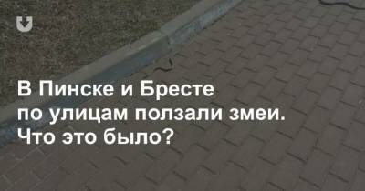В Пинске и Бресте по улицам ползали змеи. Что это было? - mur.tv - Белоруссия - Пинск