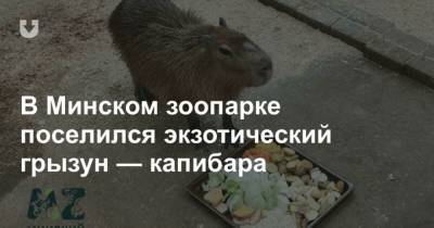 В Минском зоопарке поселился экзотический грызун капибара - mur.tv - Минск - Красноярск