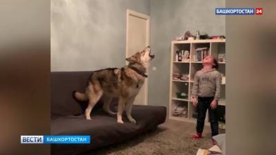 Жительница Уфы живет в квартире с гибридом волка - mur.tv - Россия - республика Башкирия - Уфа