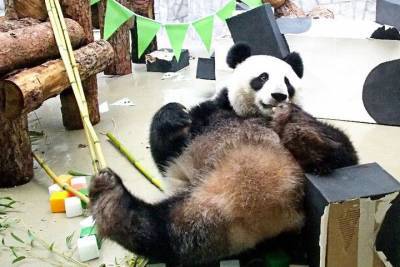 Ракету из бамбука построили для панды Жуи в Московском зоопарке - mur.tv
