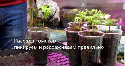 Рассада томатов — пикируем и рассаживаем правильно - sadogorod.club