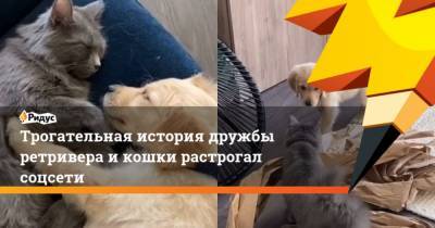 Трогательная история дружбы ретривера и кошки растрогала соцсети - mur.tv