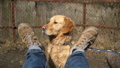 Всё еще считаете собак грязными животными? Настало время удивляться - mur.tv