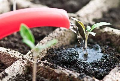 Чем поливать рассаду для хорошего роста и укрепления? 4 проверенных варианта - lifehelper.one