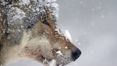Смена рациона позволила серым волкам пережить ледниковый период - mur.tv - Канада