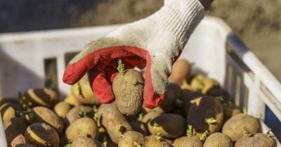 Сосед культивирует картофель, научил, как надрезать клубни перед посадкой для щедрого урожая - lifehelper.one