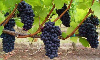 как правильно выращивать виноград - sadogorod.club - Виноград
