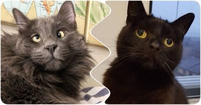 15 косоглазых котиков, которые выглядят мило и смешно одновременно - mur.tv