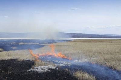 Подросток в Забайкалье устроил степной пожар в котором погибли 60 лошадей - mur.tv