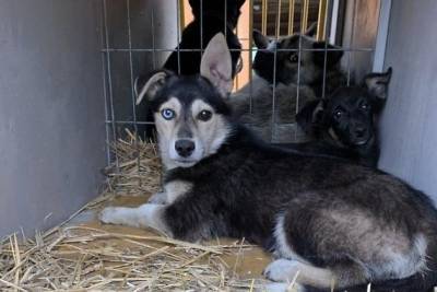 Наталья Арсаланова - Проверка прошла в читинском приюте для собак, который зоозащитники называли концлагерем - mur.tv - Чита