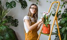8 растений, которые нельзя выращивать в помещении - wday.ru