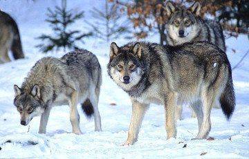 Ученые выяснили, что помогло волкам пережить ледниковый период - mur.tv - Сша - Канада - штат Аляска - Оттава