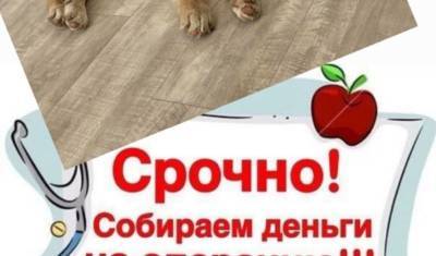 Тюменские ветеринары извлекли из желудка щенка гвозди и шурупы - mur.tv