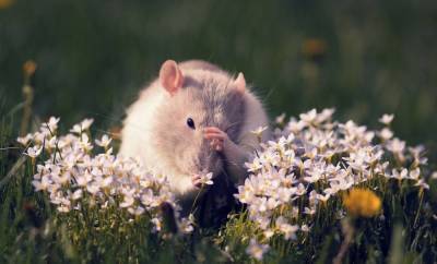 14 растений, которые помогут прогнать мышей с вашего огорода - sadogorod.club