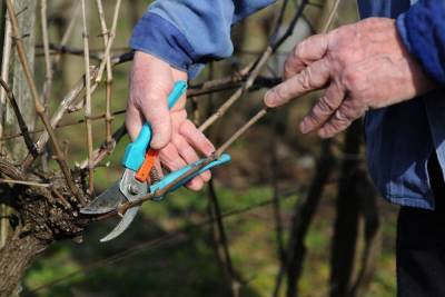 Обрезка винограда весной – пошаговая инструкция с видео для начинающих - sadogorod.club - Виноград