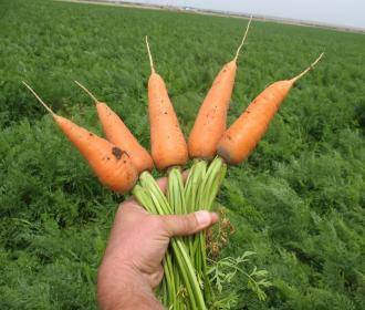 Способы выращивания моркови на поле - sadogorod.club