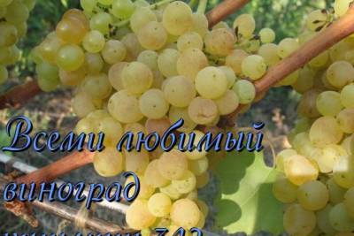 виноград кишмиш 342 - sadogorod.club - Виноград