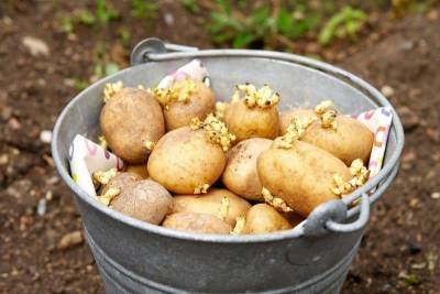 Проращивание картофеля перед посадкой… в лотках из-под яиц. Лайфхак для дачников - lifehelper.one