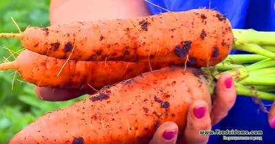 Правда ли что морковь от поливов вырастает «рогатой», уродливой и корявой - sadogorod.club
