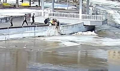 В Челябинской области школьники спасли собаку, которая плыла по реке на льдине - mur.tv - Челябинская обл.