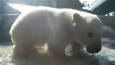 Сафари-парк поделился кадрами первого купания белых медвежат - mur.tv - Россия - Красноярск - Геленджик