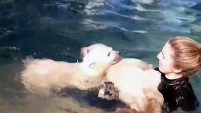 Вести. Сафари-парк поделился кадрами первого купания белых медвежат - mur.tv - Геленджик