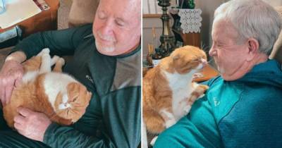 Не отходит: кошка стала другом онкобольного дедушки и растрогала Сеть - mur.tv - Сша - Нью-Йорк