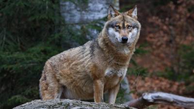 Серые волки пережили ледниковый период благодаря смене рациона - mur.tv - Сша - Канада