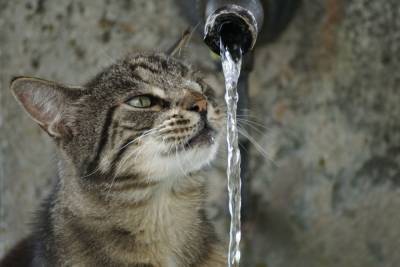 Достаточно ли воды пьет ваша кошка? 10 способов разрядить ситуацию - mur.tv