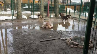 Вольер с волками затопило в балахнинском зоопарке - mur.tv