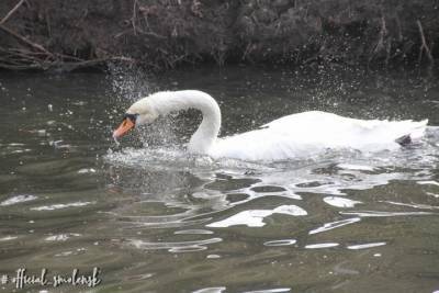 В Смоленске в Лопатинском саду снова плавают лебеди - mur.tv - Смоленск