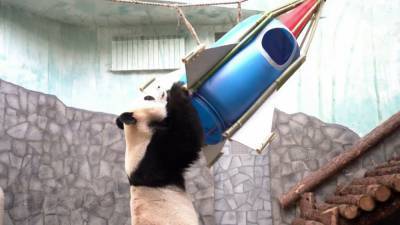 Космическую ракету для панды соорудили в Московском зоопарке. - mur.tv