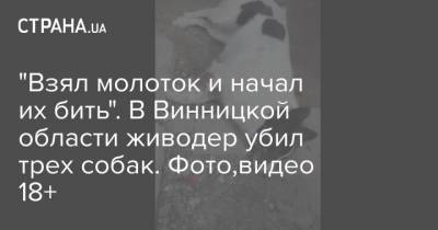 “Взял молоток и начал их бить”. В Винницкой области живодер убил трех собак. Фото,видео 18+ - mur.tv - Одесса - Херсон - Винницкая обл.