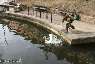 В центральный парк Смоленска вернулись лебеди - mur.tv - Смоленск