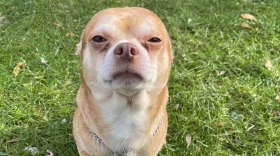 Объявление об усыновлении Чаки в теле собаки сделало чихуахуа звездой интернета - mur.tv