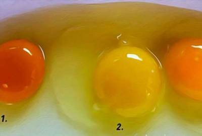 Какое из этих яиц снесла здоровая курица? Я раньше этого не знала! - lublusebya.ru