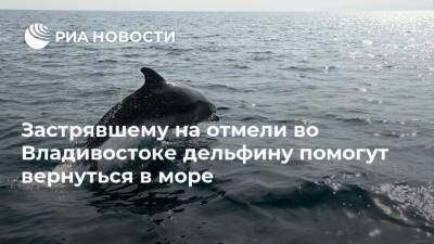 Застрявшему на отмели во Владивостоке дельфину помогут вернуться в море - mur.tv - Россия - Владивосток