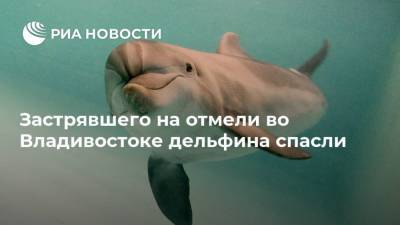 Застрявшего на отмели во Владивостоке дельфина спасли - mur.tv - Россия - Владивосток