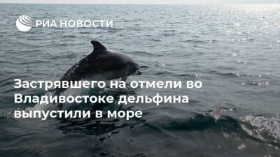 Застрявшего на отмели во Владивостоке дельфина выпустили в море - mur.tv - Россия - Владивосток