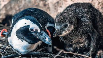 Вести. Красноярский зоопарк предложил придумать имя для пингвиненка - mur.tv