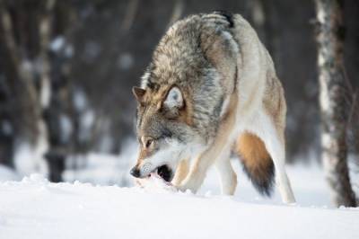 Биологи объяснили живучесть волков во времена Ледникового периода - mur.tv - Канада