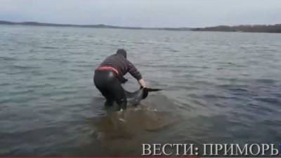 Жители Приморья спасли дельфина, застрявшего на мелководье - mur.tv - Россия - Владивосток - Приморье край