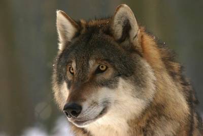 Весенний подсчет популяции волков впервые начали в Кавказском заповеднике - mur.tv