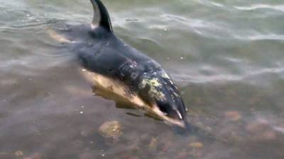 Вести. Жители Приморья спасли дельфина, застрявшего на мелководье - mur.tv - Приморье край