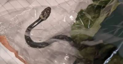 Мальчик нашел живую змею в салате из супермаркета - mur.tv - Австралия