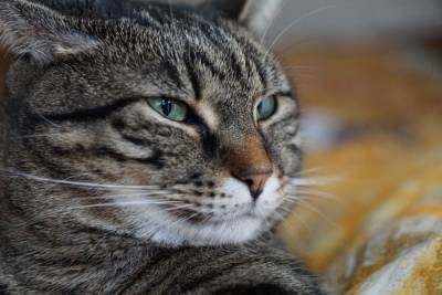 В доме появилась кошка? 5 важных вещей, которые часто упускают владельцы - mur.tv