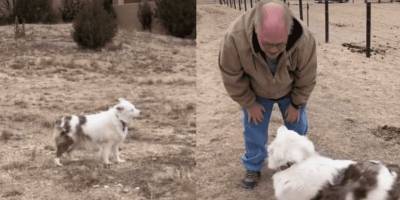 Трогательный момент: слепая и глухая собака узнала пожилого друга спустя полтора года разлуки - mur.tv