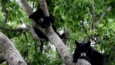 Спасенные канадскими зоозащитниками медвежата подружились и вместе ушли в лес. - mur.tv - Канада